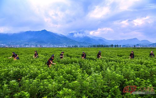 描绘湖北省蕲春县艾草产业的摄影作品《原野艾香》,湖北省卫计委供图.